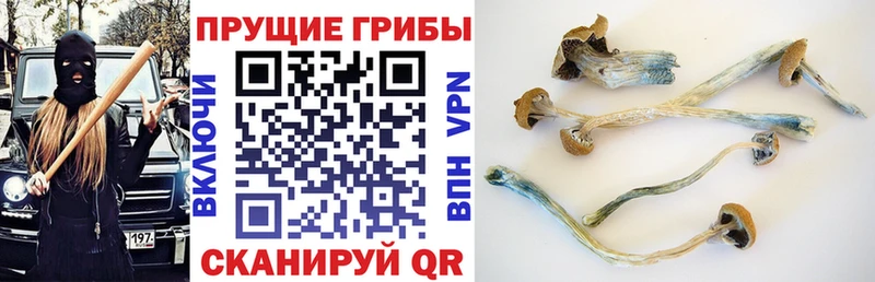 наркошоп  Калач  Псилоцибиновые грибы прущие грибы 
